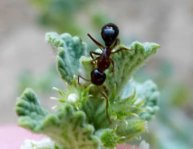 Camponotus yogi photo 35