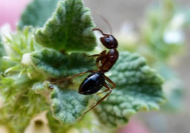 Camponotus yogi photo 36