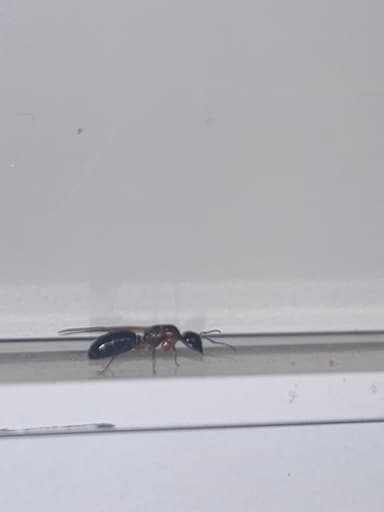 Camponotus yogi photo 37