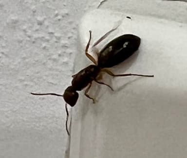 Camponotus yogi photo 39
