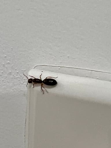 Camponotus yogi photo 40