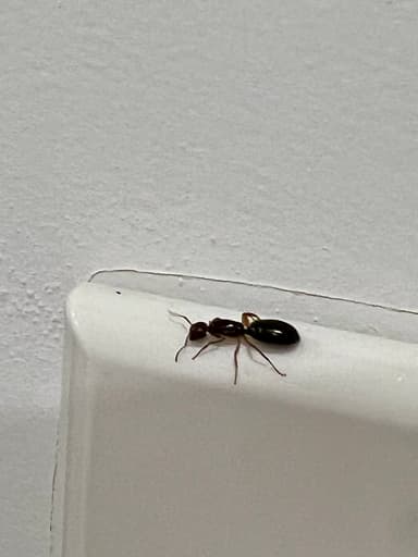 Camponotus yogi photo 41