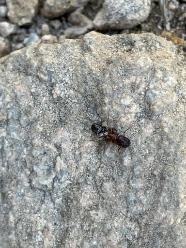 Camponotus yogi photo 43