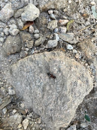 Camponotus yogi photo 44