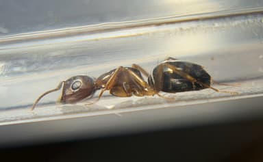 Camponotus yogi photo 45