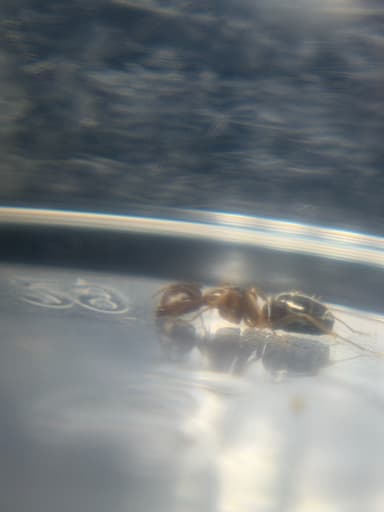 Camponotus yogi photo 46