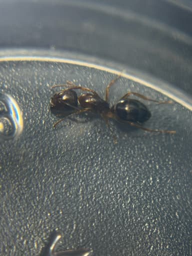 Camponotus yogi photo 47