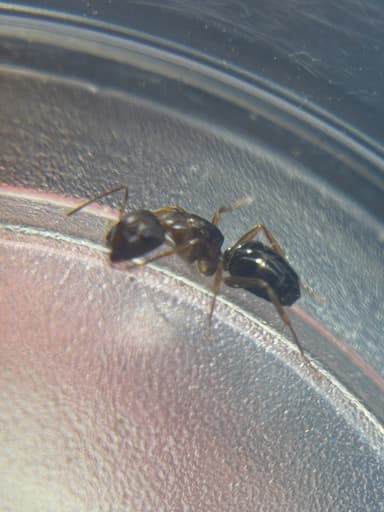 Camponotus yogi photo 48