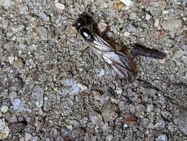 Camponotus yogi — queen photo 49
