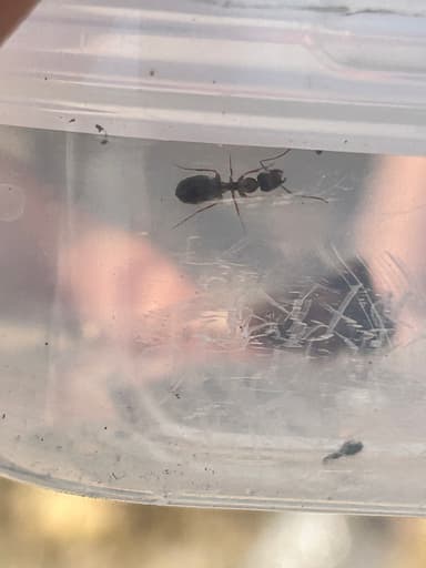 Camponotus yogi — queen photo 50