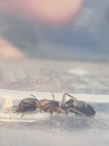 Camponotus yogi — queen photo 51
