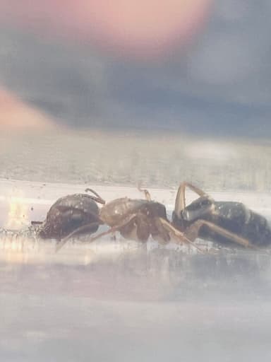 Camponotus yogi — queen photo 52