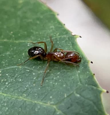 Camponotus yogi photo 53
