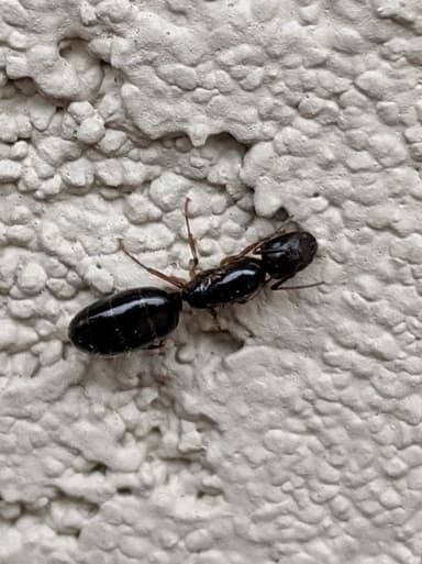Camponotus yogi photo 54