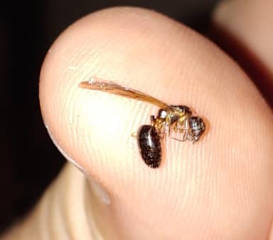 Camponotus yogi photo 55