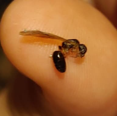 Camponotus yogi photo 56
