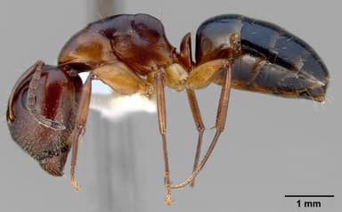 Camponotus yogi — queen photo 1