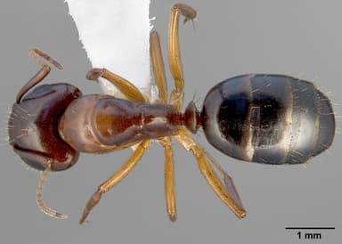 Camponotus yogi — queen photo 2