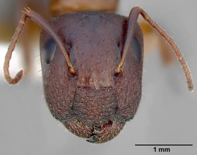 Camponotus yogi — queen photo 3