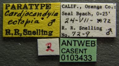 Cardiocondyla mauritanica photo 1