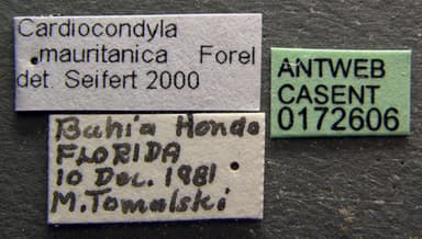 Cardiocondyla mauritanica photo 3