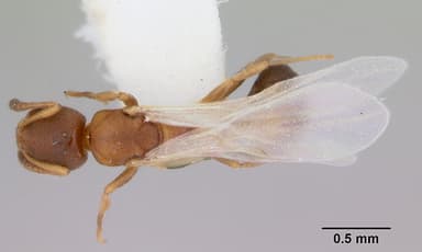 Cardiocondyla mauritanica — queen photo 4