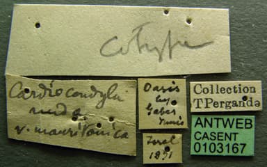 Cardiocondyla mauritanica photo 5