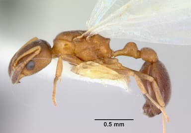 Cardiocondyla mauritanica — queen photo 9