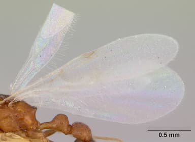 Cardiocondyla mauritanica — queen photo 12