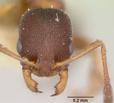 Cardiocondyla mauritanica — queen photo 16