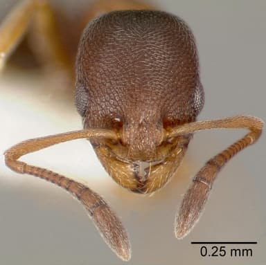 Cardiocondyla mauritanica — queen photo 18