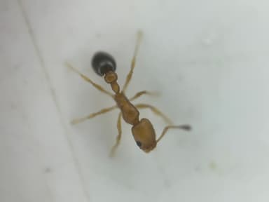 Cardiocondyla obscurior photo 1