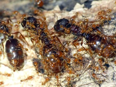 Carebara affinis photo 1