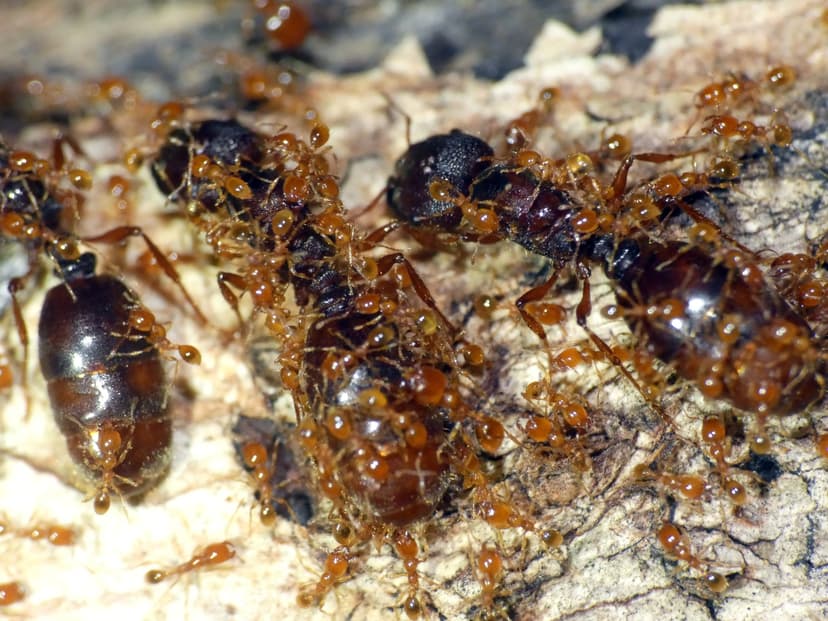 Carebara affinis photo 1