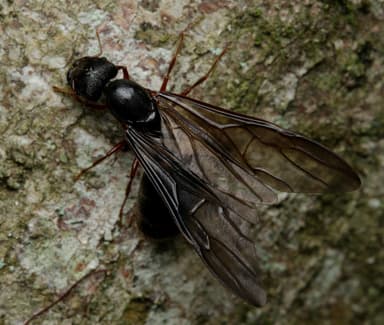 Carebara affinis photo 6