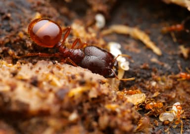 Carebara affinis photo 7