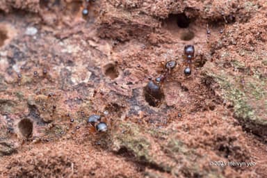 Carebara affinis photo 9