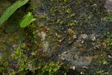 Carebara affinis photo 10