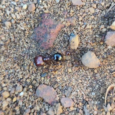 Carebara affinis photo 12