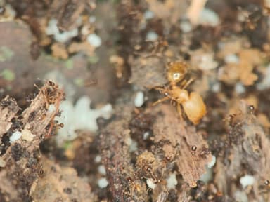 Carebara affinis photo 16