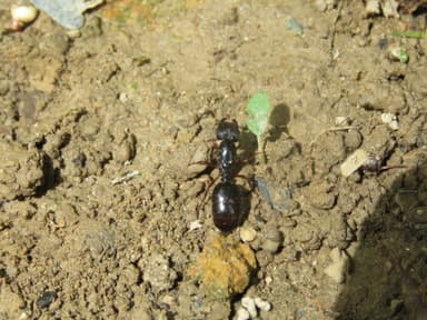 Carebara affinis photo 18