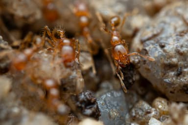 Carebara affinis photo 28
