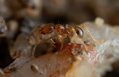 Carebara affinis photo 34