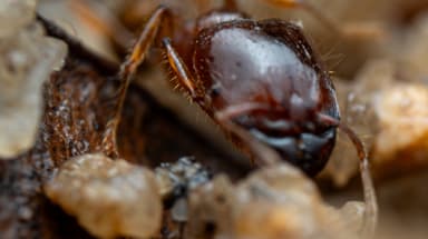 Carebara affinis photo 39
