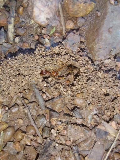 Carebara affinis photo 49