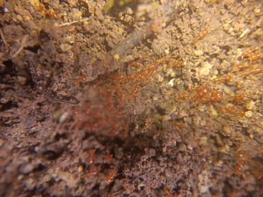 Carebara affinis photo 55