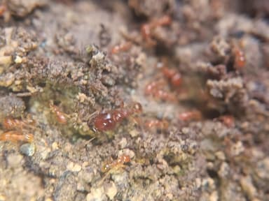 Carebara affinis photo 56