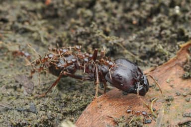 Carebara diversa — worker photo 1