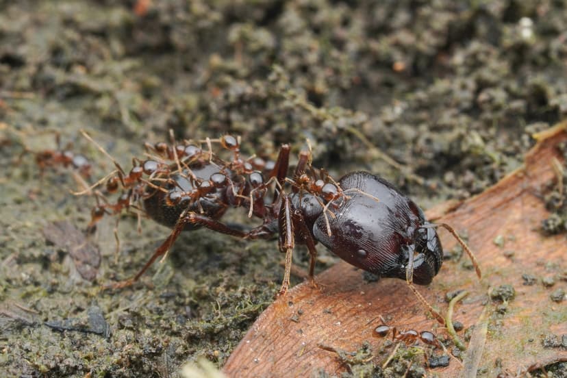 Carebara diversa photo 1