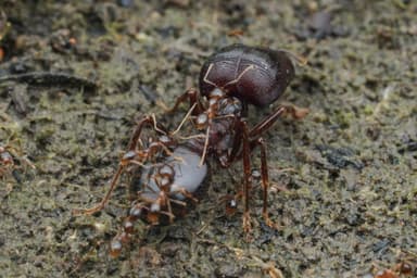 Carebara diversa — worker photo 2